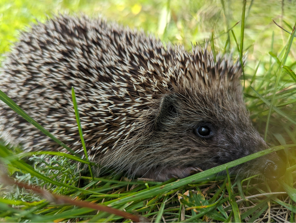 Hedgehog